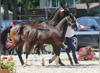 Alt Oldenburg, Stallion, Foal (03/2026), Black