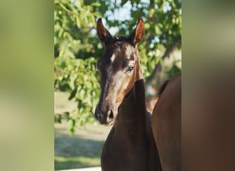 Alt Oldenburg, Stallion, Foal (03/2024), Chestnut