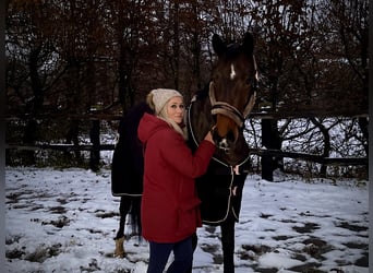 Alt Oldenburg, Valack, 4 år, 175 cm, Mörkbrun