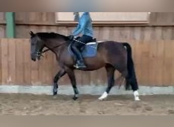 Alt-Oldenburger, Castrone, 3 Anni, 165 cm, Baio scuro