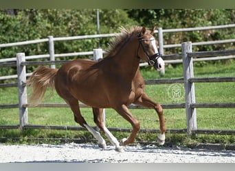 Alt-Oldenburger, Castrone, 4 Anni, 166 cm, Sauro