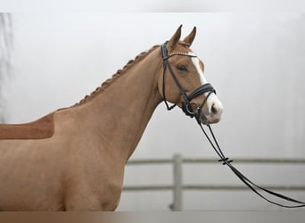 Alt-Oldenburger, Castrone, 4 Anni, 166 cm, Sauro
