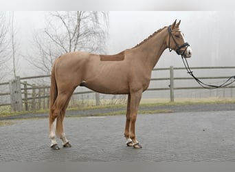 Alt-Oldenburger, Castrone, 4 Anni, 166 cm, Sauro