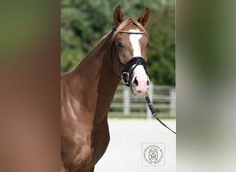 Alt-Oldenburger, Castrone, 4 Anni, 166 cm, Sauro