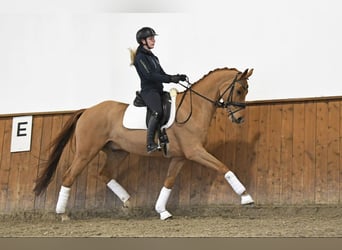 Alt-Oldenburger, Castrone, 8 Anni, 171 cm, Sauro
