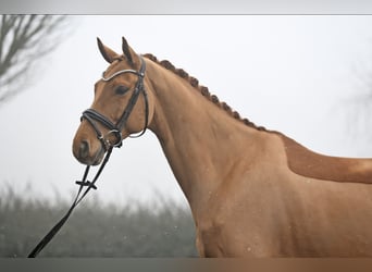 Alt-Oldenburger, Castrone, 8 Anni, 171 cm, Sauro