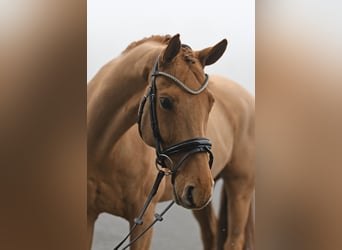 Alt-Oldenburger, Castrone, 8 Anni, 171 cm, Sauro