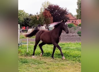 Alt-Oldenburger, Giumenta, 2 Anni, 170 cm, Baio nero