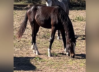 Alt-Oldenburger, Giumenta, 2 Anni