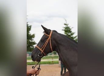 Alt-Oldenburger, Giumenta, 4 Anni, 164 cm, Morello