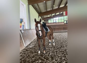 Alt-Oldenburger, Giumenta, 6 Anni, 175 cm, Sauro