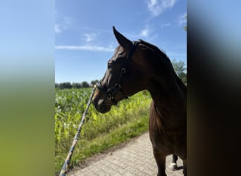 Alt-Oldenburger, Giumenta, 7 Anni, 157 cm, Baio scuro