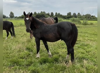 Alt Oldenburger, Hengst, 1 Jahr, 165 cm, Rappe