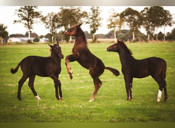 Alt Oldenburger, Hengst, 1 Jahr, 165 cm, Rappe