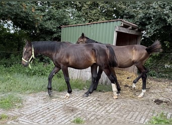 Alt Oldenburger, Hengst, 1 Jahr, 165 cm, Rappe