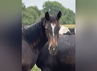 Alt Oldenburger, Hengst, 1 Jahr, 165 cm, Rappe