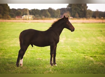 Alt Oldenburger, Hengst, 1 Jahr, 165 cm, Rappe