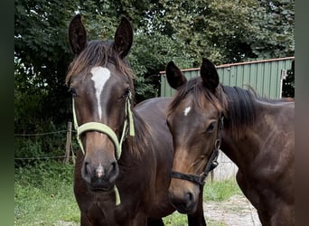 Alt Oldenburger, Hengst, 1 Jahr, 165 cm, Rappe