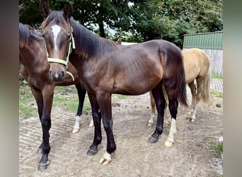 Alt Oldenburger, Hengst, 1 Jahr, 165 cm, Rappe