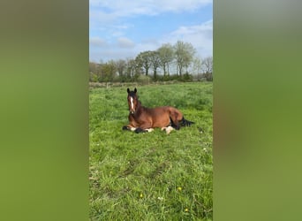 Alt Oldenburger, Hengst, 2 Jahre, 160 cm, Brauner