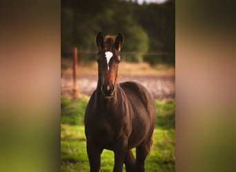 Alt Oldenburger, Hengst, 2 Jahre, 165 cm, Rappe