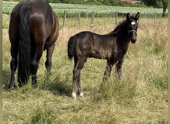 Alt Oldenburger, Hengst, , 165 cm, Rappe