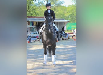 Alt Oldenburger, Hengst, 12 Jahre, 164 cm, Rappe