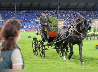 Alt Oldenburger, Hengst, 12 Jahre, 164 cm, Rappe