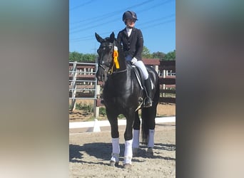 Alt Oldenburger, Hengst, 12 Jahre, 164 cm, Rappe