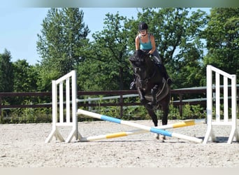 Alt-Oldenburger, Stallone, 12 Anni, 164 cm, Morello