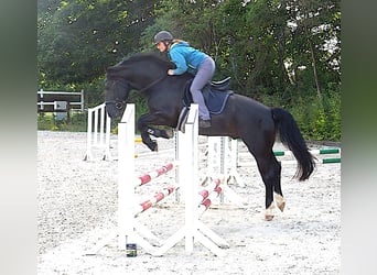 Alt-Oldenburger, Stallone, 12 Anni, 164 cm, Morello