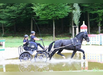 Alt-Oldenburger, Stallone, 12 Anni, 164 cm, Morello