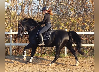 Alt-Oldenburger, Stallone, 12 Anni, 164 cm, Morello