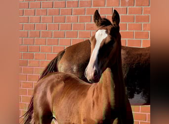 Alt-Oldenburger, Stallone, Puledri (05/2025), 170 cm, Baio