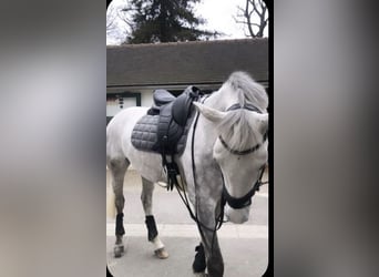 Alt Oldenburger, Stute, 11 Jahre, 175 cm, White