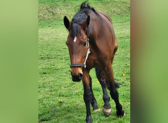 Alt Oldenburger, Stute, 13 Jahre, 178 cm, Brauner