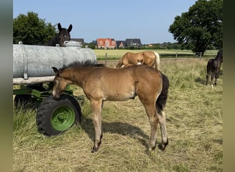 Alt Oldenburger, Stute, 1 Jahr, 165 cm, Dunkelbrauner