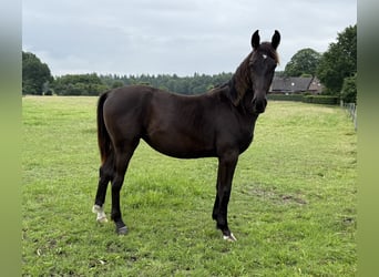 Alt Oldenburger, Stute, 2 Jahre, 175 cm, Rappe