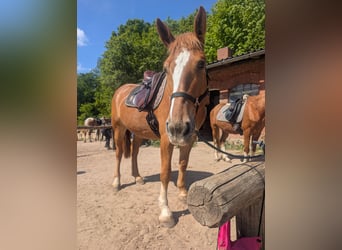 Alt Oldenburger, Stute, 4 Jahre, 160 cm, Fuchs