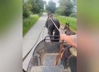 Alt Oldenburger, Stute, 4 Jahre, 164 cm, Rappe
