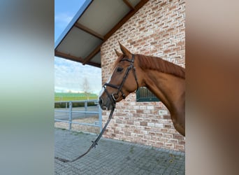 Alt Oldenburger, Stute, 6 Jahre, 175 cm, Fuchs