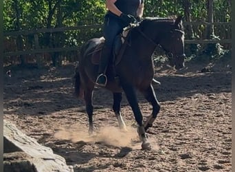 Alt Oldenburger, Stute, 8 Jahre, 157 cm, Dunkelbrauner
