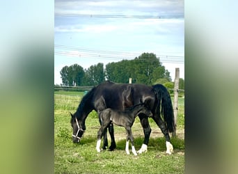 Alt Oldenburger, Stute, Fohlen (05/2026), 168 cm, Rappe