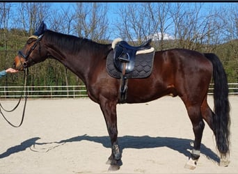 Alt Oldenburger, Wallach, 12 Jahre, 180 cm, Dunkelbrauner