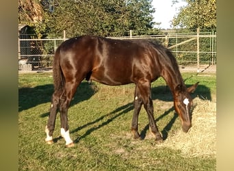 Alt Oldenburger, Wallach, 1 Jahr, Rappe