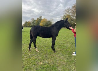 Alt Oldenburger, Wallach, 1 Jahr, Rappe