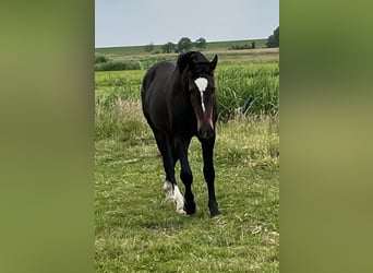 Alt Oldenburger, Wallach, 2 Jahre, 165 cm, Dunkelbrauner
