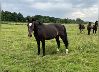 Alt Oldenburger, Wallach, 2 Jahre, 165 cm, Dunkelbrauner