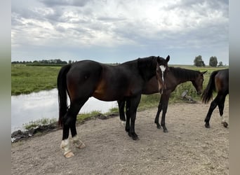 Alt Oldenburger, Wallach, 2 Jahre, 165 cm, Dunkelbrauner