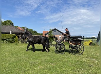 Alt Oldenburger, Wallach, 3 Jahre, 161 cm, Rappe